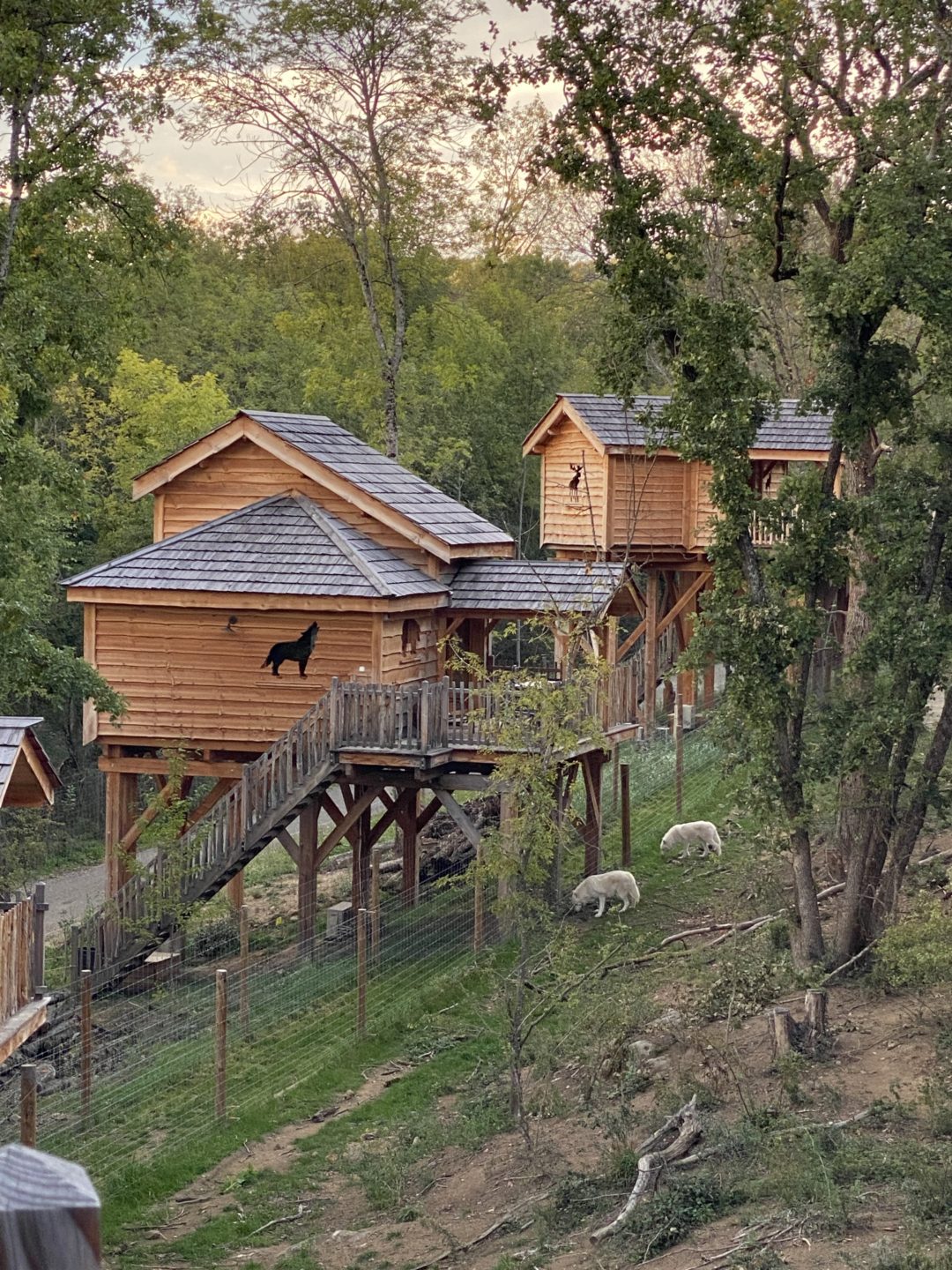 safari de peaugres cabane