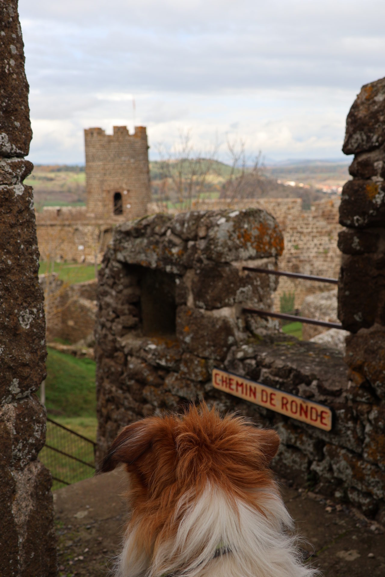 forteresse de polignac chien