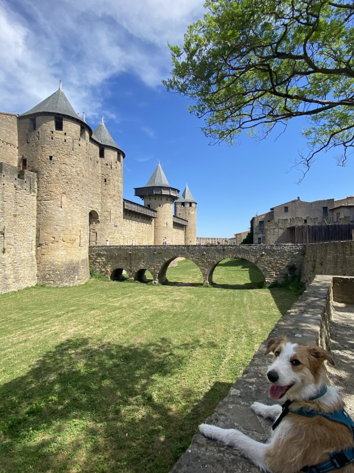 cité de carcassonne chien